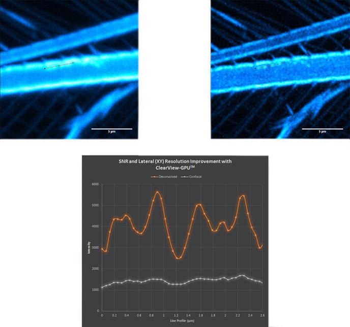 Confocal (top left); deconvolved (top right) and line profile (bottom) showing increase in SNR and lateral resolution. Notice the haze along the line profile in the confocal image becomes clearly separated as four distinct objects after deconvolution.
