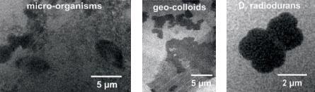 Soft X-ray micrograph of (left) bacterium Deinococcus radiodurans, (middle/below) iron enriched micro-organisms and (right) geo-colloids taken from the river Main recorded at ? = 2.88 nm (magnification 250x, effective pixel size 52 nm, 18 000 pulses, exposure 60 min). The D. radiodurans was provided by T. Salditt (University of Göttingen), the micro-organisms and geocolloids were collected by J. Niemeyer (University of Göttingen).