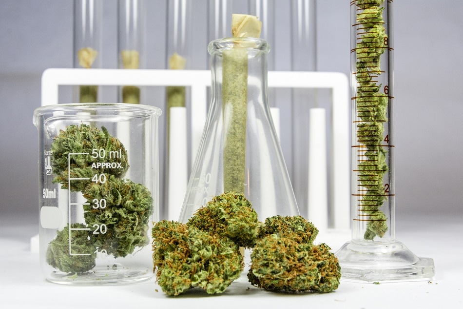 Cannabis flowers sitting in various scientific measuring tools 