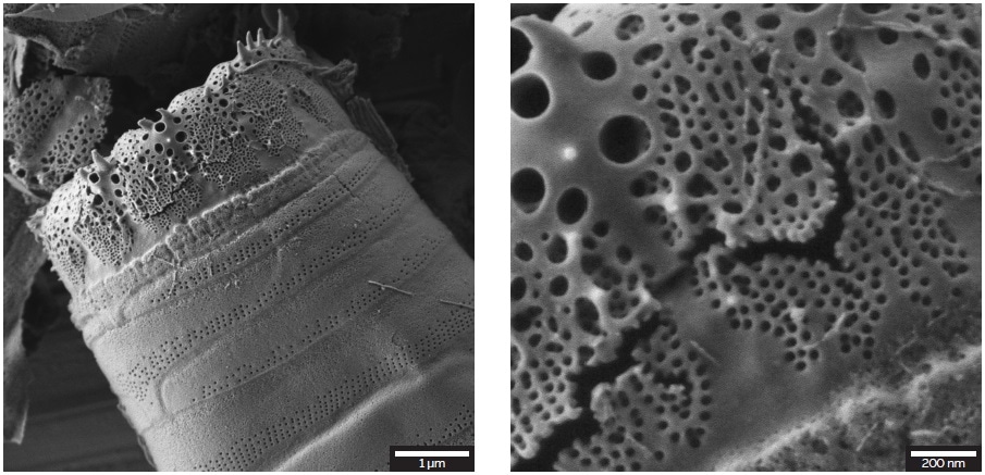 A lateral overview of the diatom shell wall on the left and a detail on the right were acquired using accelerating voltage of 1 kV. The topographic contrast was achieved by using the E-T detector