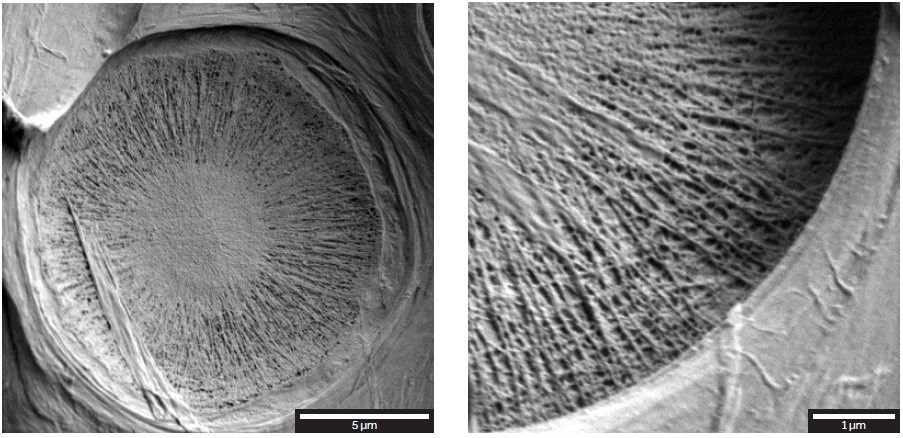 Overview of a bordered pit with torus and membrane of the sample (left). Higher magnification of the sample tilted at 55° (right)