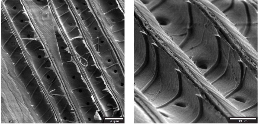 Longitudinal cross-section through a spiral thickened cell-wall of the sample (left). Higher magnification of the sample tilted at 55° (right)