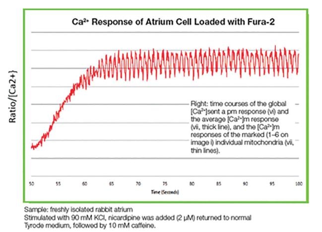 Ca2+ response of atrium cell loaded with Fura-2