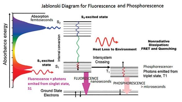 The Jablonski Diagram of molecular absorbance and fluorescence