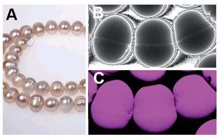 A) Chinese freshwater cultivated pearls, (B) transmission x-ray image and (C) calcium XRF image over a portion of the necklace