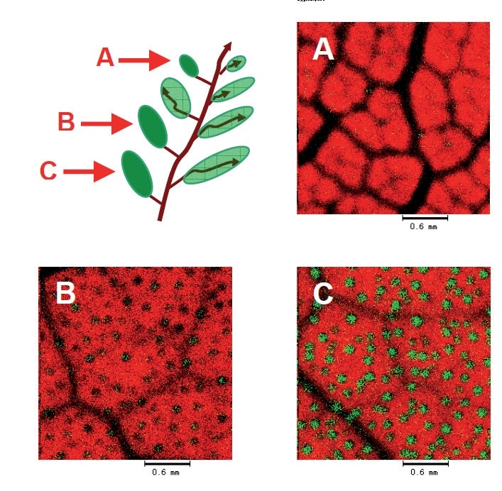 Transmitted x-ray and XRF composite images (Transmission + Ca) acquired from mulberry leaves in different growth stages: (A) young, (B) middle aged, and (C) old.
