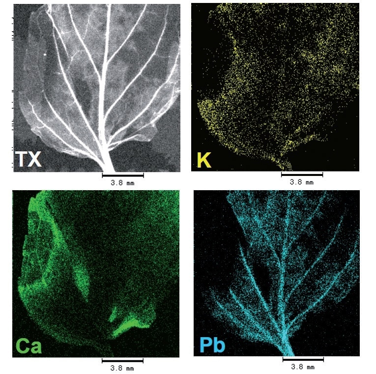 Analysis of leaf after introduction of pollutant to root system. Transmitted x-ray (TX), potassium (K), calcium (Ca) and lead (Pb) mapped images are shown