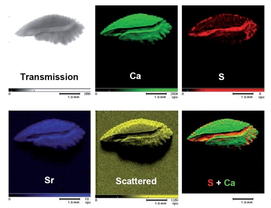 Micro-XRF mapped images of otolith.