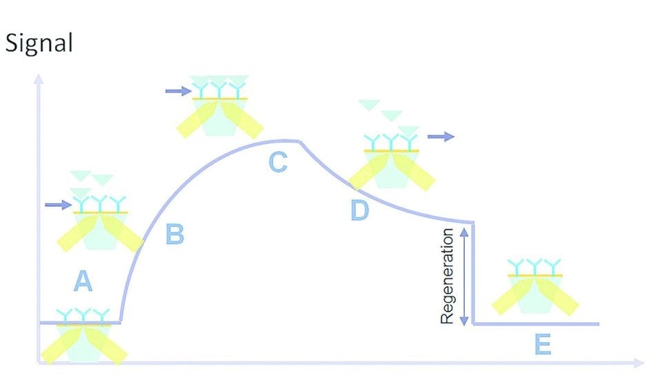 Kinetic interaction curve: (A) latency time, (B) association, (C) saturation, (D) dissociation, (E) regeneration.