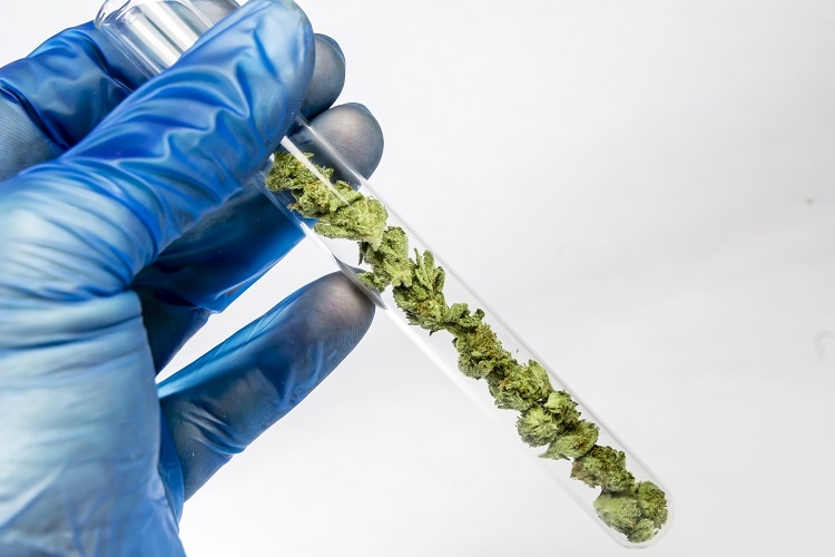 Analyzing Pesticide Residue of Cannabis