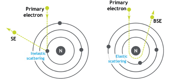 Formation of secondary electrons (on the left) and backscattered electrons (on the right). SEs are formed from inelastic scattering events, while BSEs are formed from elastic scattering events.