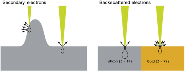 On the left, more secondary electrons can escape the sample surface on edges and slopes than in flat areas. On the right, the yield of backscattered electrons depends on the atomic number of the material, more BSEs are generated in gold (Z = 79) than in silicon (Z = 14).