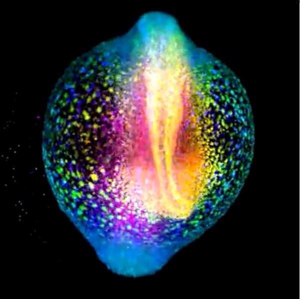A developing zebrafish embryo imaged from 4 to 18 hours post fertilization where each cell nucleus is labelled with GFP. Cells are colorcoded for depth to visualize how dynamic cell reorganization gives rise to the body axis of zebrafish. Image courtesy of Gopi Shah, Max Planck Institute of Molecular Cell Biology and Genetics, Dresden.