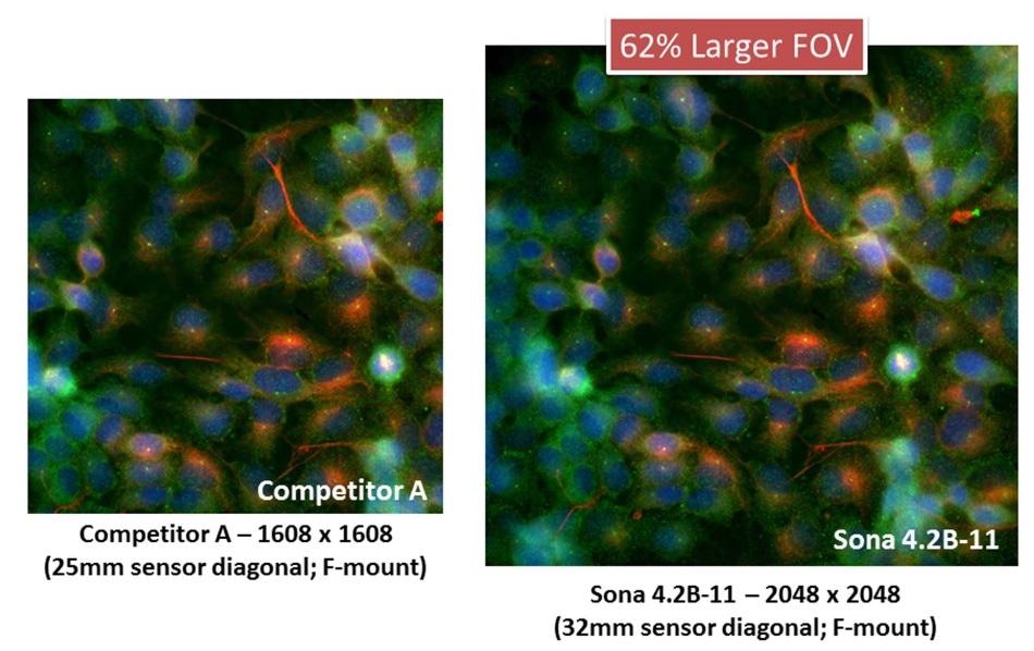 “F-mount competitive solutions” – Field of View comparison between Sona 4.2B-11 and a competitor Fmount camera, utilizing the same GS400B back-illuminated sCMOS sensor but restricted to 1608 x 1608 max resolution. Captured using a Nikon Ti2 with 60x objective and integrated 1.5x tube lens. The Sona  4.2B-11 has 62% more active pixels and offers a compelling field of view solution.