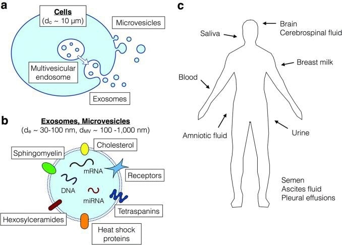 Secretion of exosomes from cells and their significance for biomarkers. a) biogenesis of exosomes from multivesicular endo-somes, in contrast to the microvesicles which are released from the cell surface via membrane budding. b) exosomes and microvesicles both contain transmembrane proteins, intracellular proteins, DNA, RNA and miRNA, which are potential biomarkers. c) exosomes are found in all body fluids. Figure from (2).
