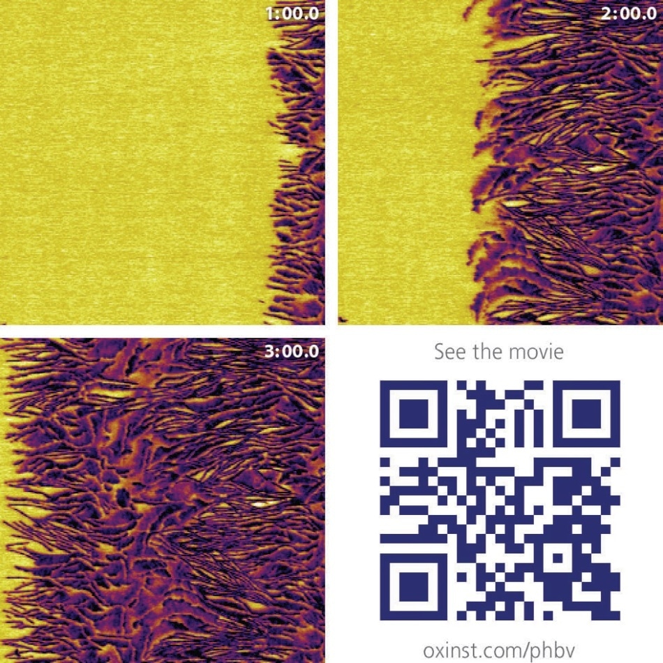 PHB/V spherulite crystallization – Tapping mode phase images of a polyhydroxybutyrate-co-valerate (PHB/V) spherulite crystallizing at room temperature over a period of three minutes. Scan size 1.5 µm. The scan rate of 40 Hz, or approximately 10 seconds per frame, allows clear visualization of the crystallization process. Imaged with the Cypher AFM. Sample courtesy of the University of Sheffield.
