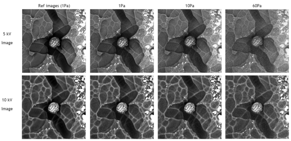 BSE images acquired in the same area, at the same working distance, by varying the chamber pressure (1Pa, 10Pa and 60Pa) for 5Kv and 10kV acceleration voltage. The reference image is acquired at the same settings as that at 1Pa, but with a larger number of integration frames. The horizontal field of view in these micrographs is 26.9 µm.