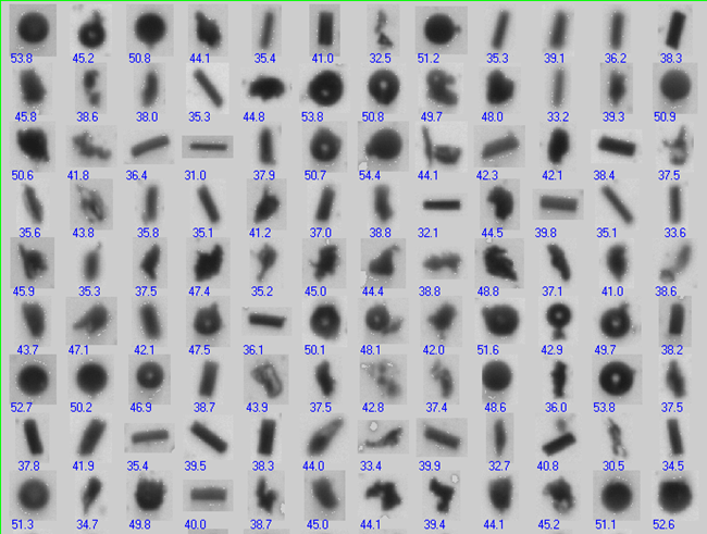 In looking at a sampling of the particle thumbnails, it is obvious that this sample is made up of more than one kind of particle shape. The “diameter” data may mislead the user into thinking the particles are all the same type when they are not.