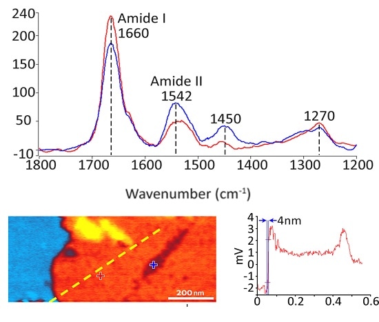 Tapping AFM-IR spectra and absorbance images of a 5-nm-thick film of Halobacterium salinarum (purple membrane) deposited on a template-stripped Au substrate.