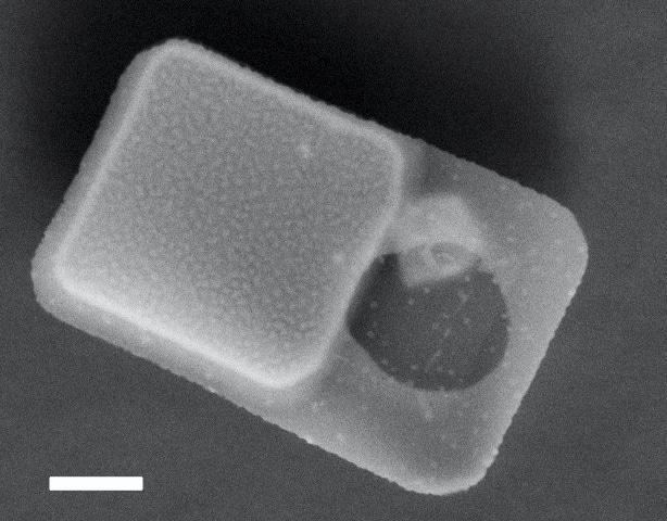 SEM image of the fabricated pressure sensors. Bar scale 1 µm.