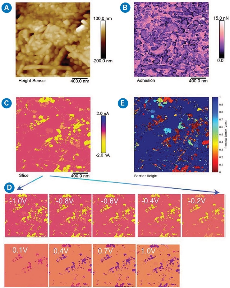 Processing, analysis, and visualization of DCUBE data. Slices of the spectroscopic maps can be extracted for regular processing of AFM images in NanoScope Analysis software: (a) surface topography; (b) quantitative nanomechanical properties—adhesion map; (c) a slice map from TUNA current—sample bias (I-V) spectra at -1 V (cover image of a movie created from 130 slices available on the Bruker website); (d) slices of TUNA current maps at selected voltages; and (e) scanning barrier height images created by analyzing all I-V spectra. The color bar displays from ohmic (zero) to insulating (one). NanoScope Analysis software goes with a MATLAB toolbox that allows one to extract the whole cube of data for further analysis in MATLAB. Image (e) was created by MATLAB.