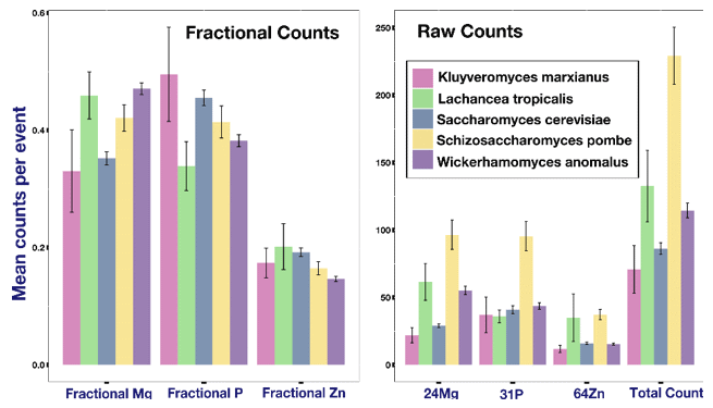 Left: Fractional mean counts of different elements in single cells (defined as counts of element X/Sum of counts of all elements). Right: Mean counts of different elements in single cells from different cell species. The difference in mean and fractional counts indicate the difference in element concentrations between different cell species.