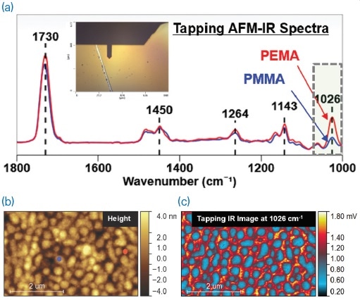 (a) Tapping AFM-IR spectra of PMMA and PEMA; (b) AFM height image showing the locations where the correspondingly colored tapping AFM-IR spectra were collected; (c) tapping AFM-IR image collected with the QCL tuned to 1026 cm-1. Sample courtesy of the University of Minnesota.