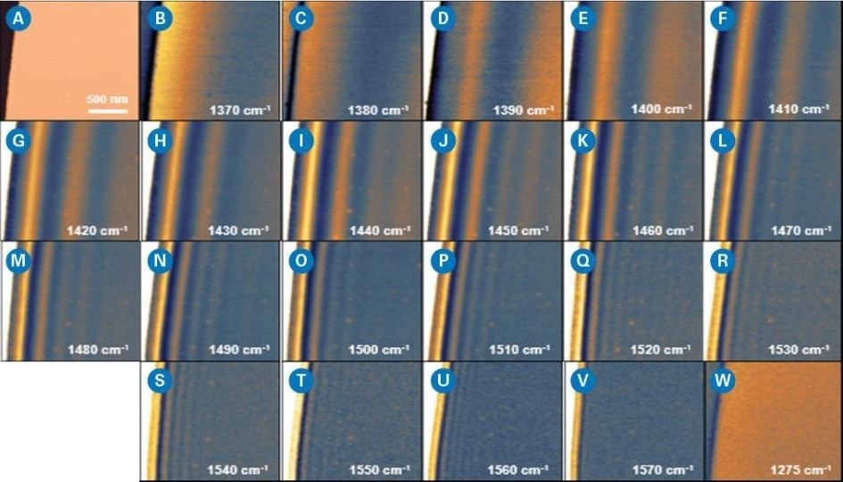 Near-field optical images on a hBN nanoflake at different wavelengths undernarrow linewidth mode. Each image is 1.5 µm x 1.5 µm with 10 nm pixel spacing: a) AFM height; b-w) near-field images at different wavenumbers, showing a systematic variation of surface phonon polariton (SPP) waves pattern.