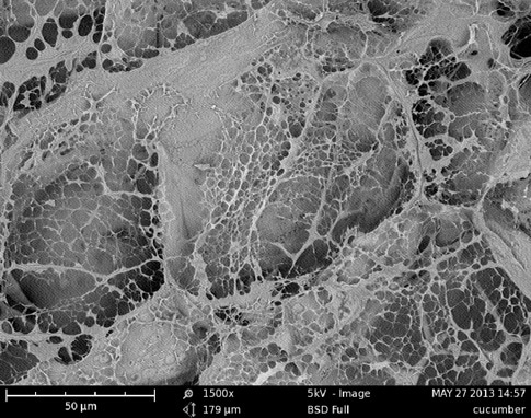 SEM images of a cucumber’s intact structure.
