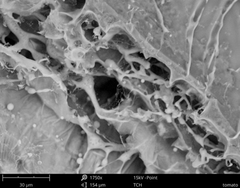 SEM image of a tomato’s peel and interior structure.