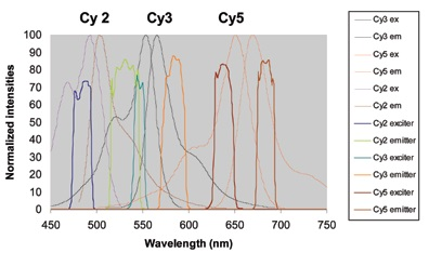 Fluorescence In Situ Hybridization (FISH) Imaging