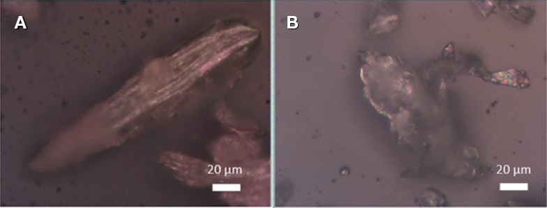 Optical microscopy images of commercial samples. A: Dander, B: Dust mite.