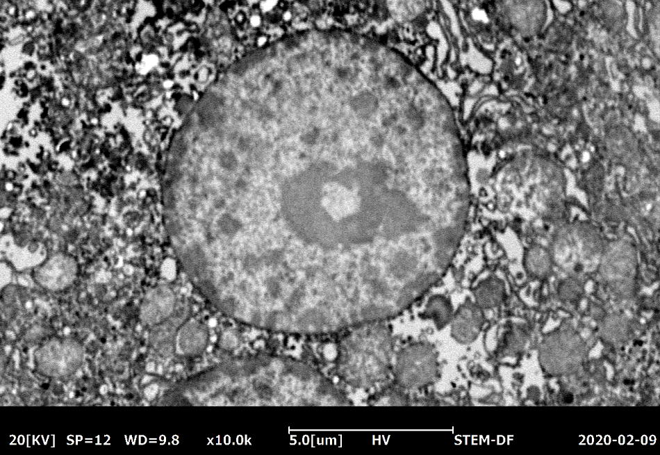 Mouse kidney imaged using the STEM detector on the Coxem EM-30