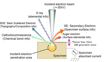 Typical interactions and signals in SEM