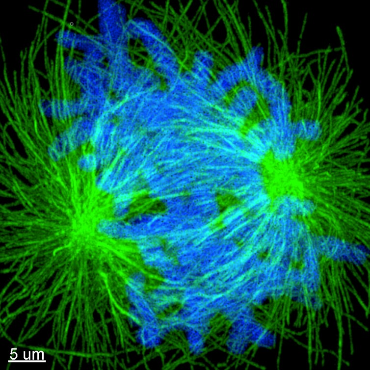 Image of expanded mitotic cell