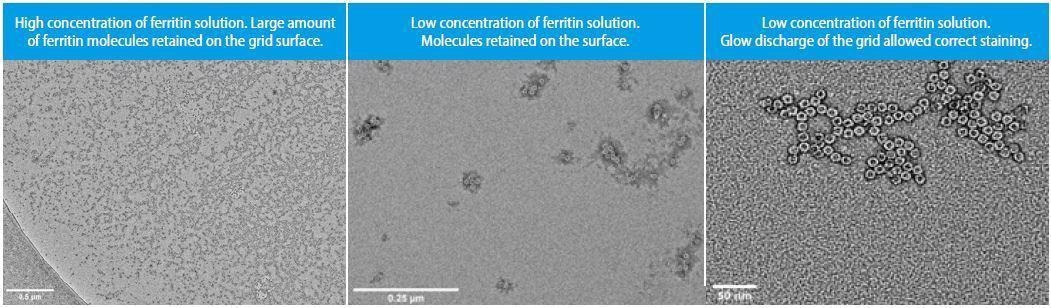 The effect of in-air glow discharged carbon support TEM grid on retention, spread and staining quality of native ferritin sample solutions. Low (6x10-4 µg/mL)and high(6x10-2 µg/mL) concentrations of the protein were used.