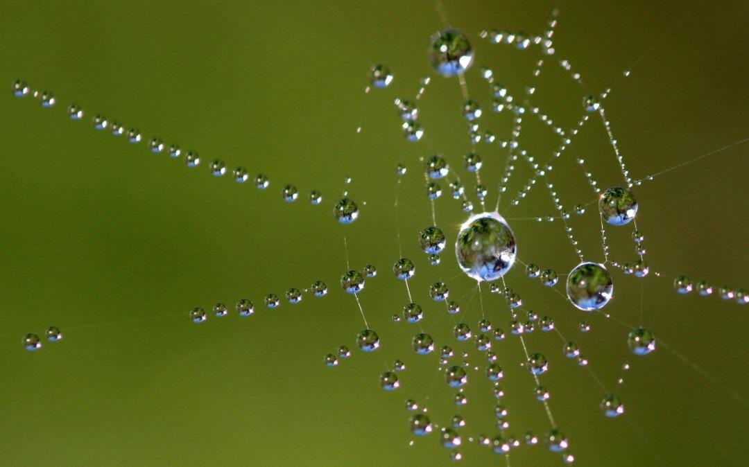 Water drops in a spider web.