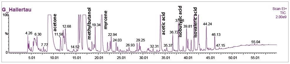 Typical TIC chromatograms of four hop samples.