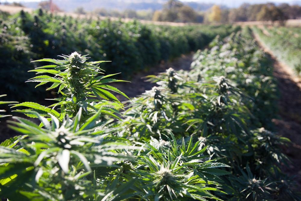 Cannabis hemp industrial farm