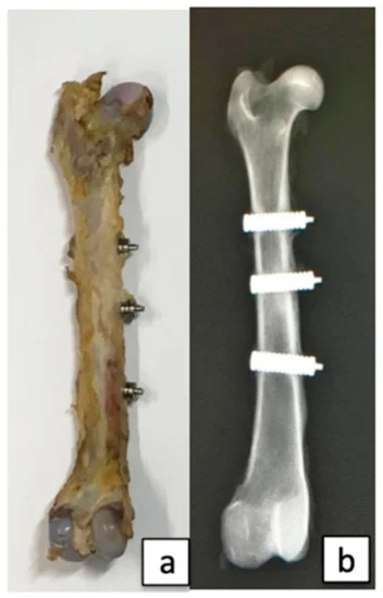 (a) Collected femur; (b) Radiograph of the femoral bone.