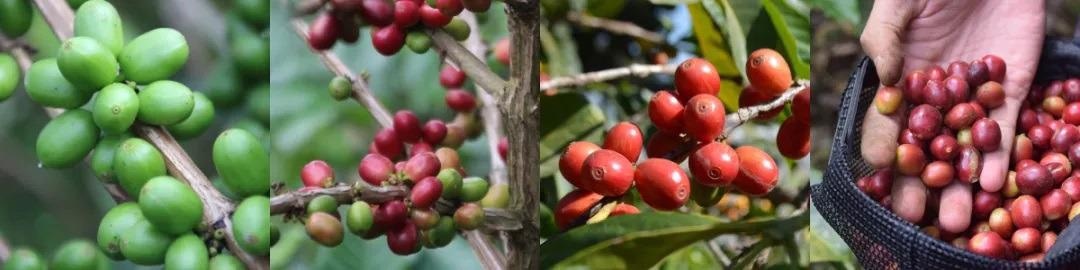 Coffee cherries ripening.