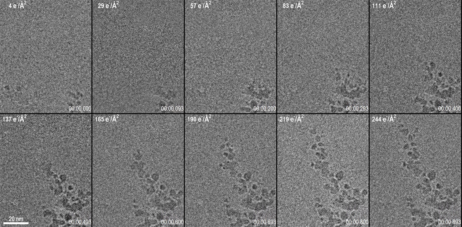 10 Frames from a 1 s long video acquisition of dendrite growth. Data was collected at 75 fps. After drift correction, 5 frames were averaged using an exponentially weighted moving average to produce the images shown here. The cumulative dose is given in the top left of each frame, while the time (m:s:ms) is given in the bottom right. Total dose for entire video was only 270 e-/A2.