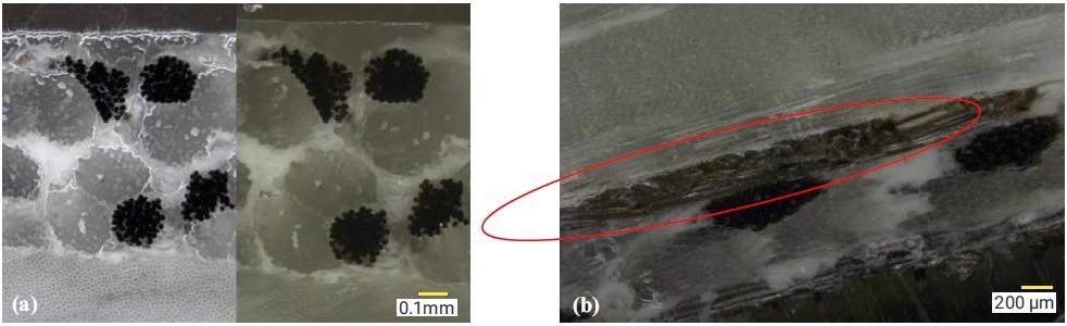 Cross-sectional images showing the continuous PTFE fiber construction. Image (a) shows the fiber structure in transverse view while (b) shows a fiber longitudinally, highlighted by the red oval.
