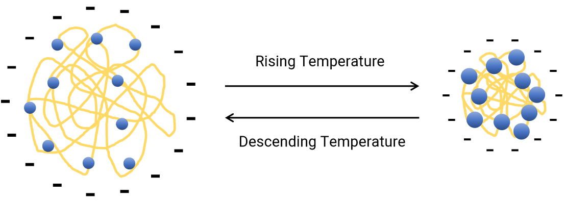 The schematic diagram for the temperature dependence of PNIPAm conformation