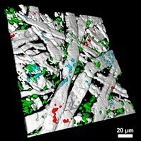 3D Raman image of paper with surface additives