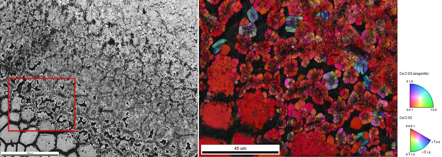 (left) EBSD Image Quality map showing the transition zone from columnar calcite (lower left) to planar aragonite nacre (top right). (right) The detailed Inverse Pole Figure map illustrates the grain microstructure directly at the calcite-aragonite contact.