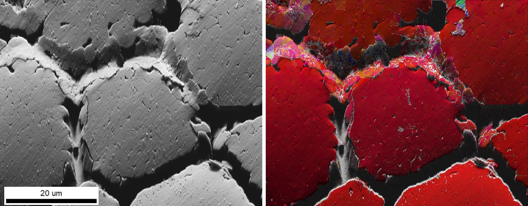 (left) Image Quality (IQ) map with (right) superimposed IPF map of aragonite platelets in between calcite pillars.