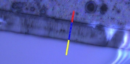 40x Optical image of cross sectioned film 1. Markers indicate position for simultaneous IR and Raman spectra.