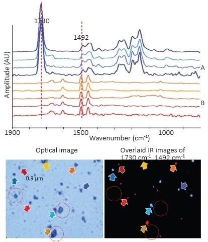 Top, spectra of PS and PMMA beads ranging in size from 0.9µm to 10µm. Bottom left, corresponding optical image. Bottom right, overlaid chemical image collected at 1492 cm-1 and 1730 cm-1 highlights both materials. Colors of the arrows correspond to the colors of the spectra. Salt crystals are highlighted in red circles. Note how no O-PTIR signal is observed in the IR image from the salt crystals.