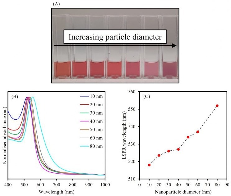 The effect of increasing particle diameter on the LSPR of spherical AuNPs